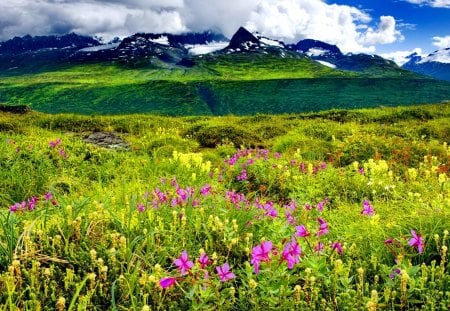 Mountain wildflowers - pretty, grass, meadow, mountain, flowers, fresh, field, nice, sky, clouds, beautiful, lovely, freshness, peaks, wildflowers, nature, green, delight