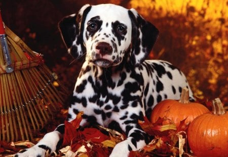 *** Autumn dog *** - animal, dalmatin, autumn, animals