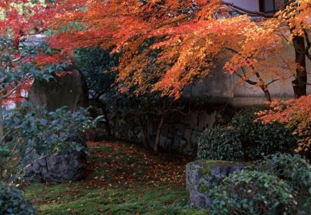 *** Autumn in the garden *** - garden, trees, nature, autumn