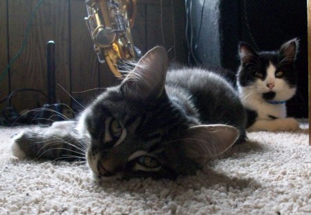 Jeremy & Travis - black, tortoise shell, white, cat