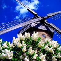 Windmill in spring