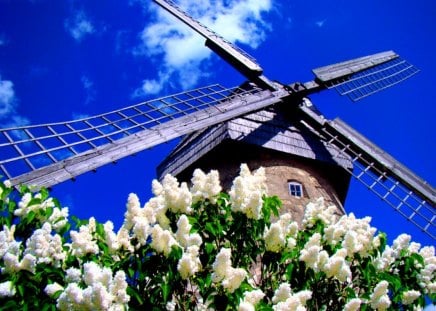 Windmill in spring - nice, sky, freshness, wind, spring, pretty, clouds, scent, lilac, fresh, bush, mill, lovely, nature, blue, beautiful, windmill, flowers, fragranse