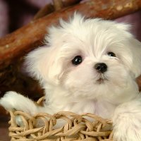 Cute white puppy