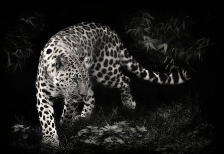 Leopard - animal, leopard, black, forest