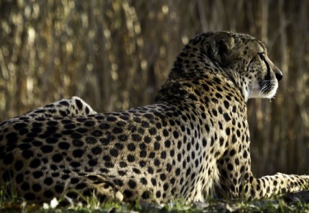 Cheetah - photo, cheetah, animal, other