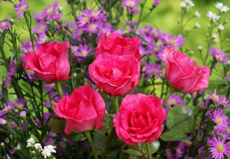 Roses and Wild Flowers - nature, flowers, wild flowers, roses