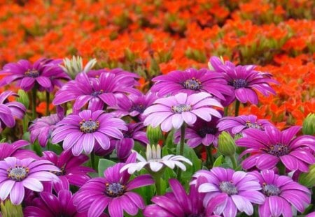 Colorful Flowers - white, purple, flowers, orange, green leaves, buds, nature