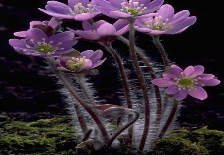 Purple Flowers - moss, purple flowers, beauty, stems, buds, nature, grass