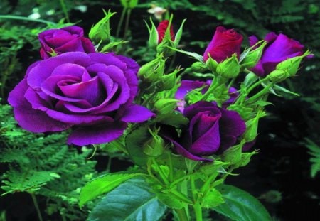 Purple Rose - nature, petal, buds, green leaves, purple rose