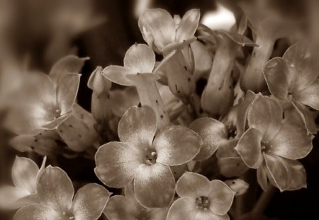 Tiny Flowers - nature, tiny, flowers, flower