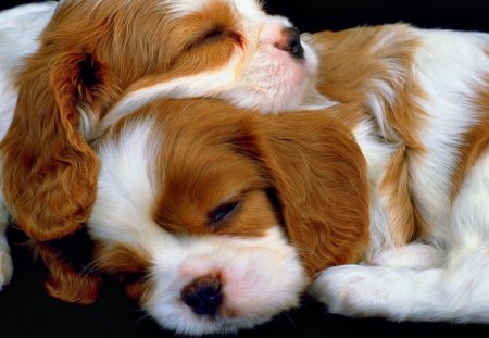 Puppies - dog, nice, puppie, beautiful