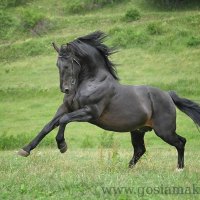 Silesian Stallion