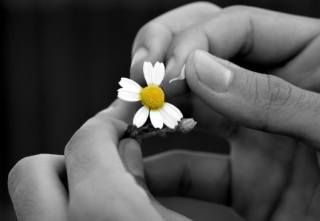 She loves me, she loves me not ... - hands, photography, wp, chamomile, bw