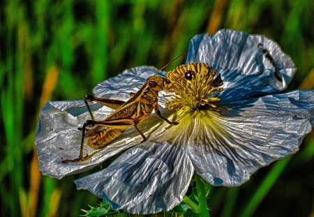 Feeding - insect, feeding, grasshopper, flower