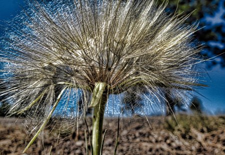 Wild Flower - close up, flower, natural, wild