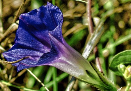 Wild Flower - flower, nature, close up, wild