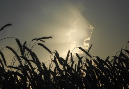 Gott??? - Light, Roggen, Nature, Sky