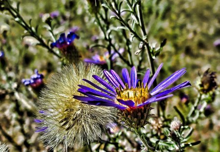 Wild Flower - close up, enhanced, flower, wild