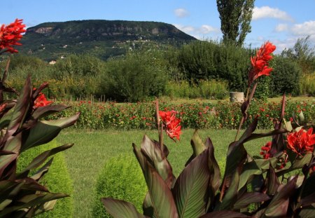 Badacsony - Balaton - Hungary - flowers, balaton, nature, mountain