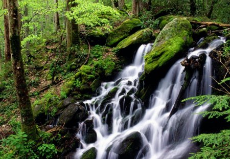 waterfalls - waterfalls, tree, forest, river