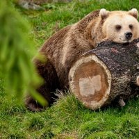 Brown bear on a log