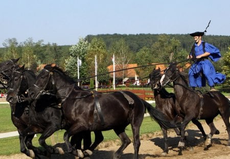 Hungarian Horseman - hungarian, horseman, horse, csikos