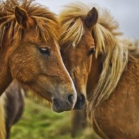 Horse love