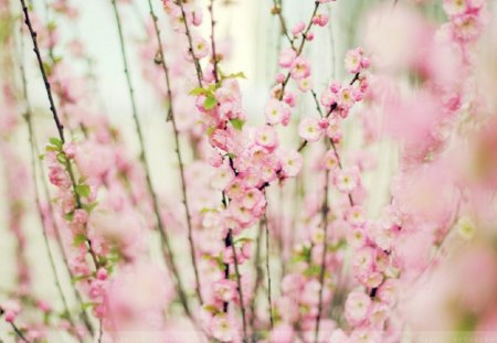 Pink Flowers - makro, flower, nature, pink