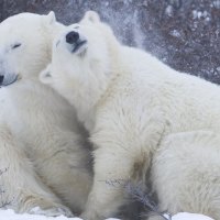 Cute Loving Polar Bears