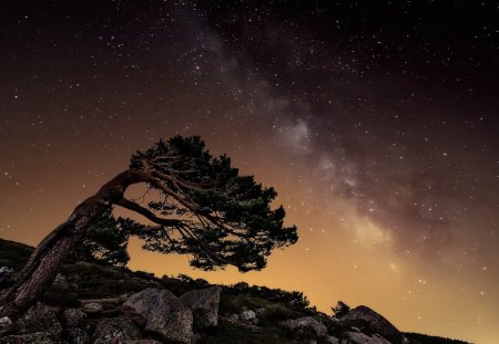 Starry Sky and Windswept Tree  - Trees, Wind, Nature, Stars, Sky