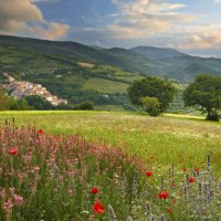 Poppies in the Meadow