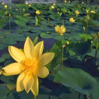 Yellow Waterlilies