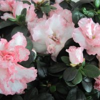 Pink flowers in my kitchen