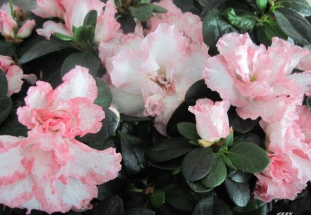 Pink flowers in my kitchen - pink, photography, leaves, green, flowers