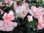 Pink flowers in my kitchen