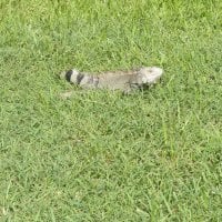 Iguana of the Island on the green grass