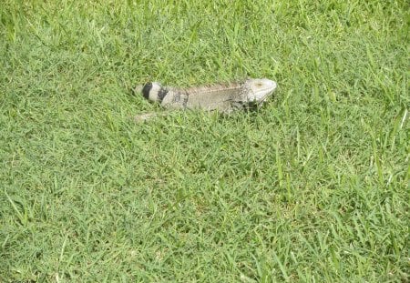 Iguana of the Island on the green grass - grey, photography, iguana, green, grass