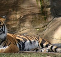 tiger