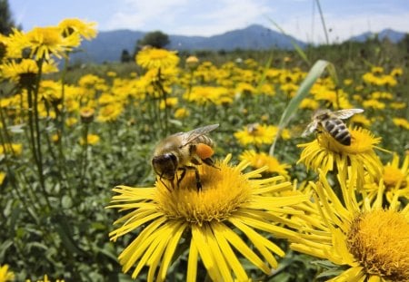 bees - flowers, bees, cool, animals