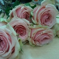 pink roses