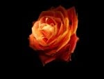 Fire-Rose