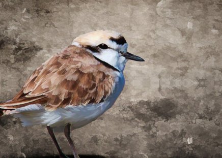 a quail art - fur, quail, brown, alone, art