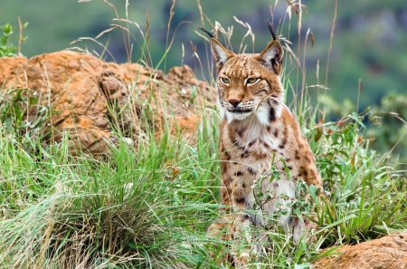 Lynx - animal, lynx, ear, jungle