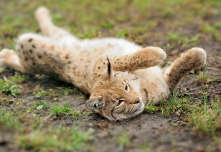 Lynx - jungle, ear, animal, Lynx