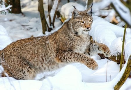 Lynx - photography, animal, lynx, ear