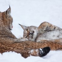 Lynx