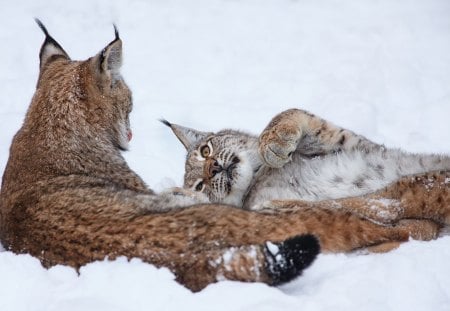 Lynx - jungle, animal, forest, Lynx