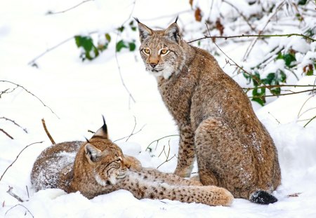 Lynx - ear, animal, photo, Lynx