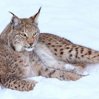 Lynx