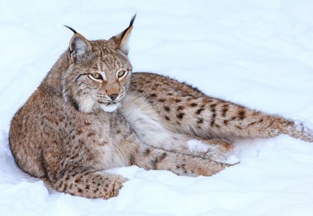 Lynx - ear, animal, jungle, snow, Lynx